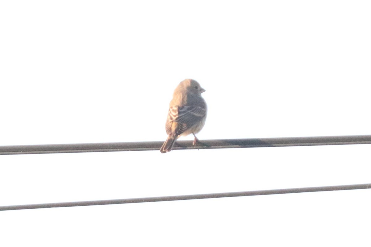 House Finch - ML646201927