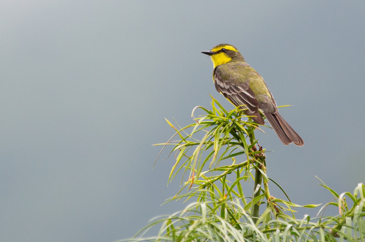 Yellow-browed Tyrant - ML646201931