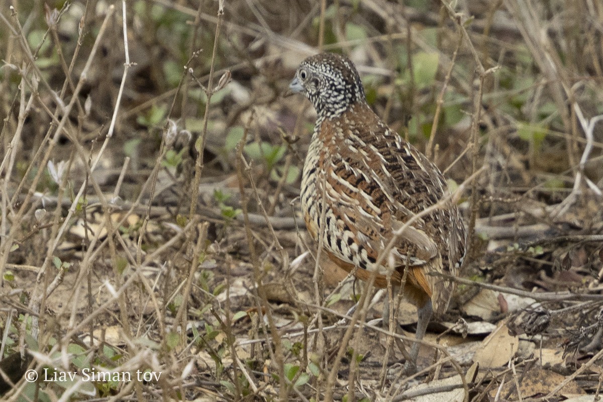 Barred Buttonquail - ML646201932