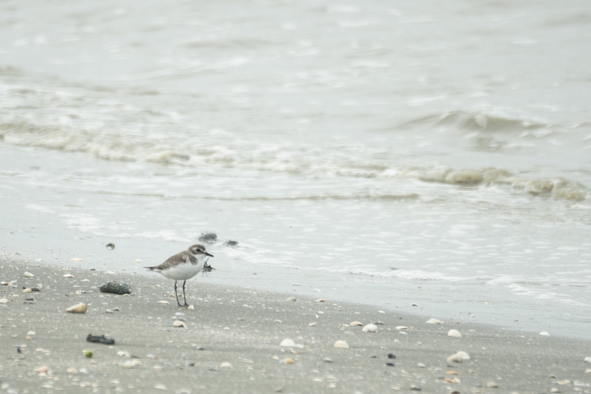Tibetan Sand-Plover - ML646201938