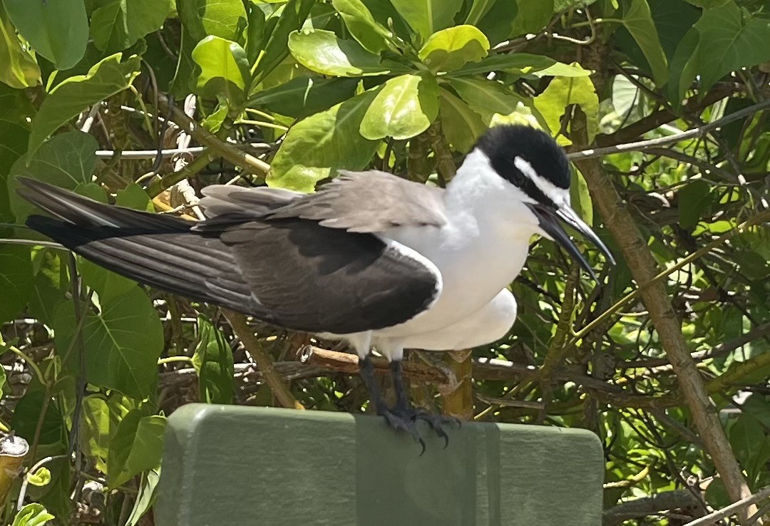 Bridled Tern - ML646201941