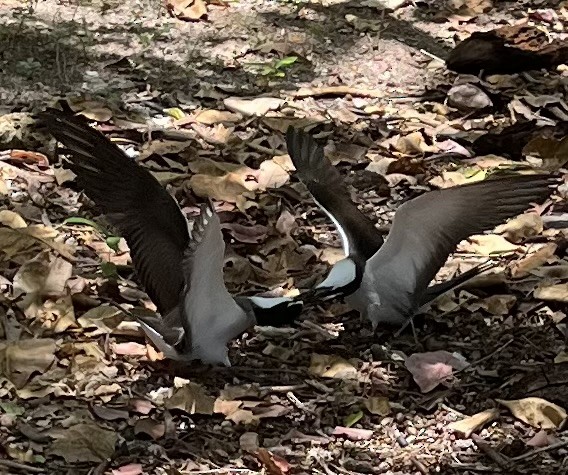 Bridled Tern - ML646201942