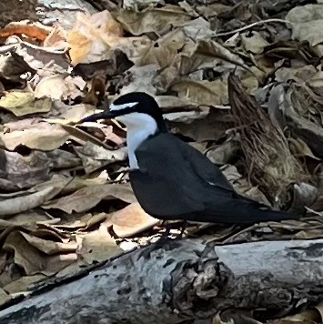 Bridled Tern - ML646201943