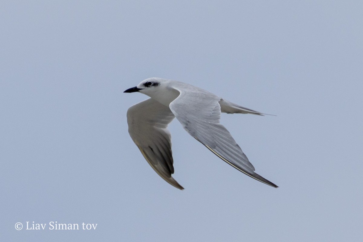 Gull-billed Tern - ML646201945
