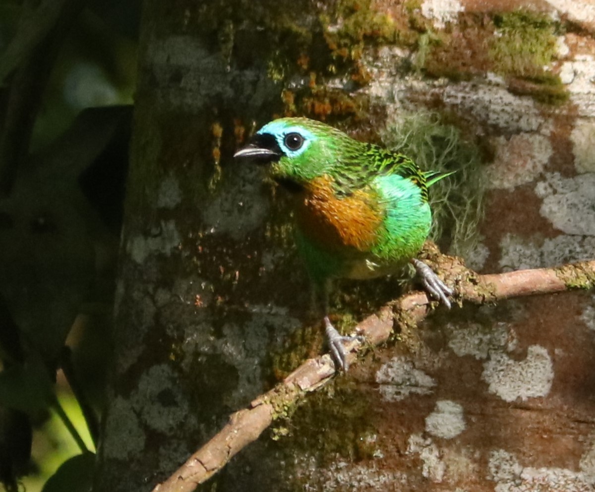 Brassy-breasted Tanager - ML646201967