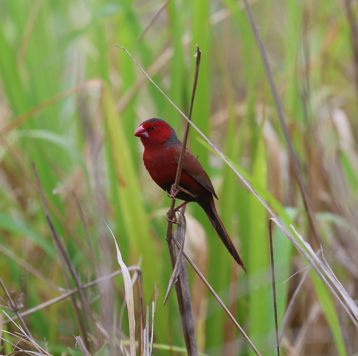 Crimson Finch - ML646201969