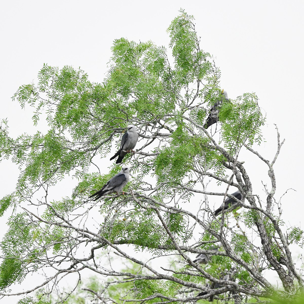 Mississippi Kite - ML646201975