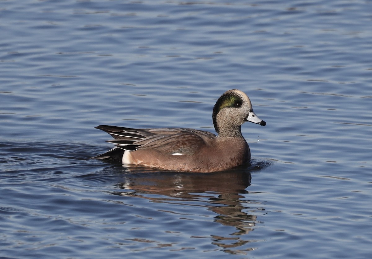 American Wigeon - ML646201983