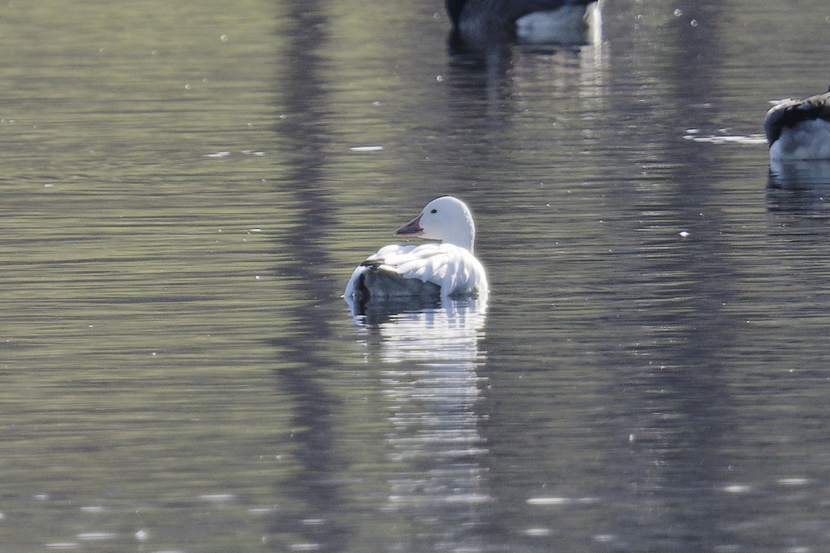 snøgås - ML646201984
