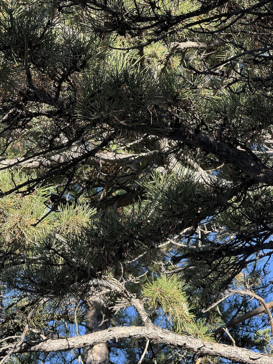 Очковая древесница - ML646201996