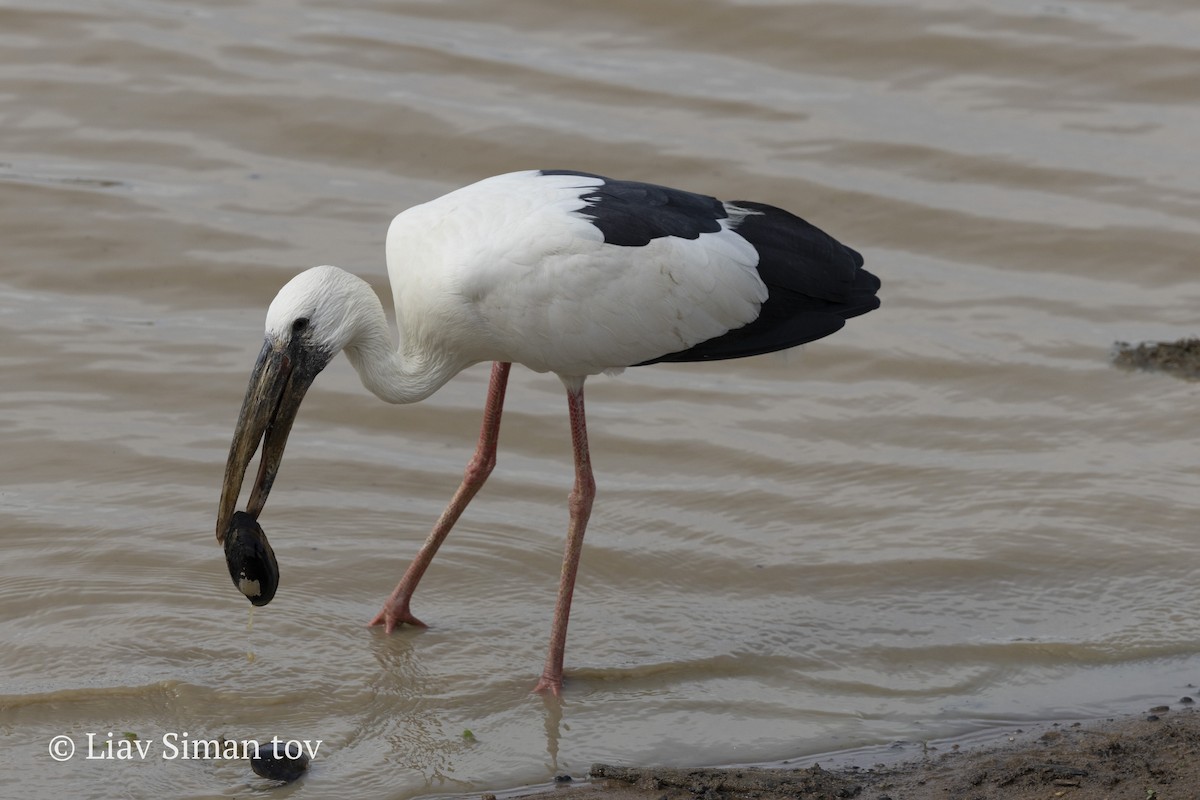 Asian Openbill - ML646202005