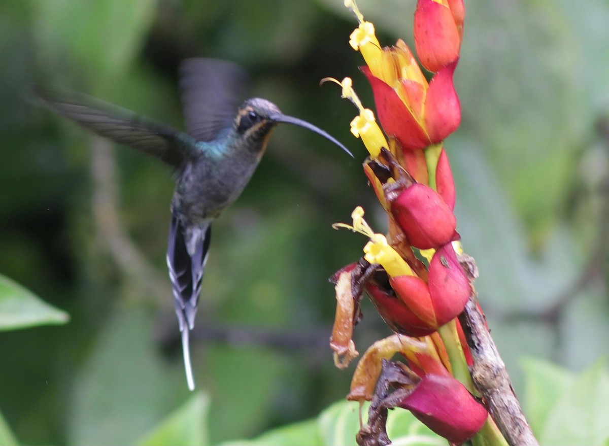 kolibřík šedobřichý - ML646202006