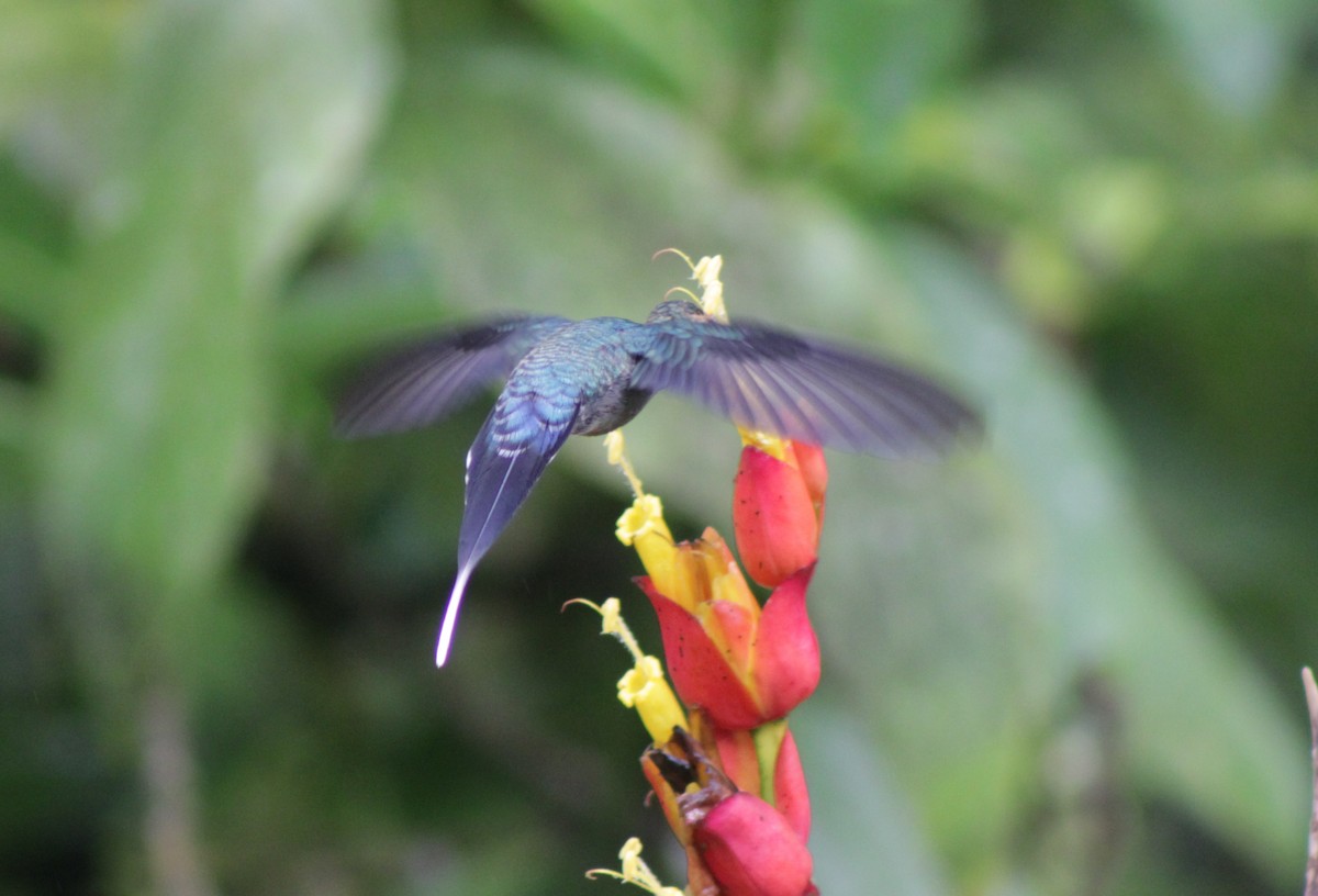 kolibřík šedobřichý - ML646202007