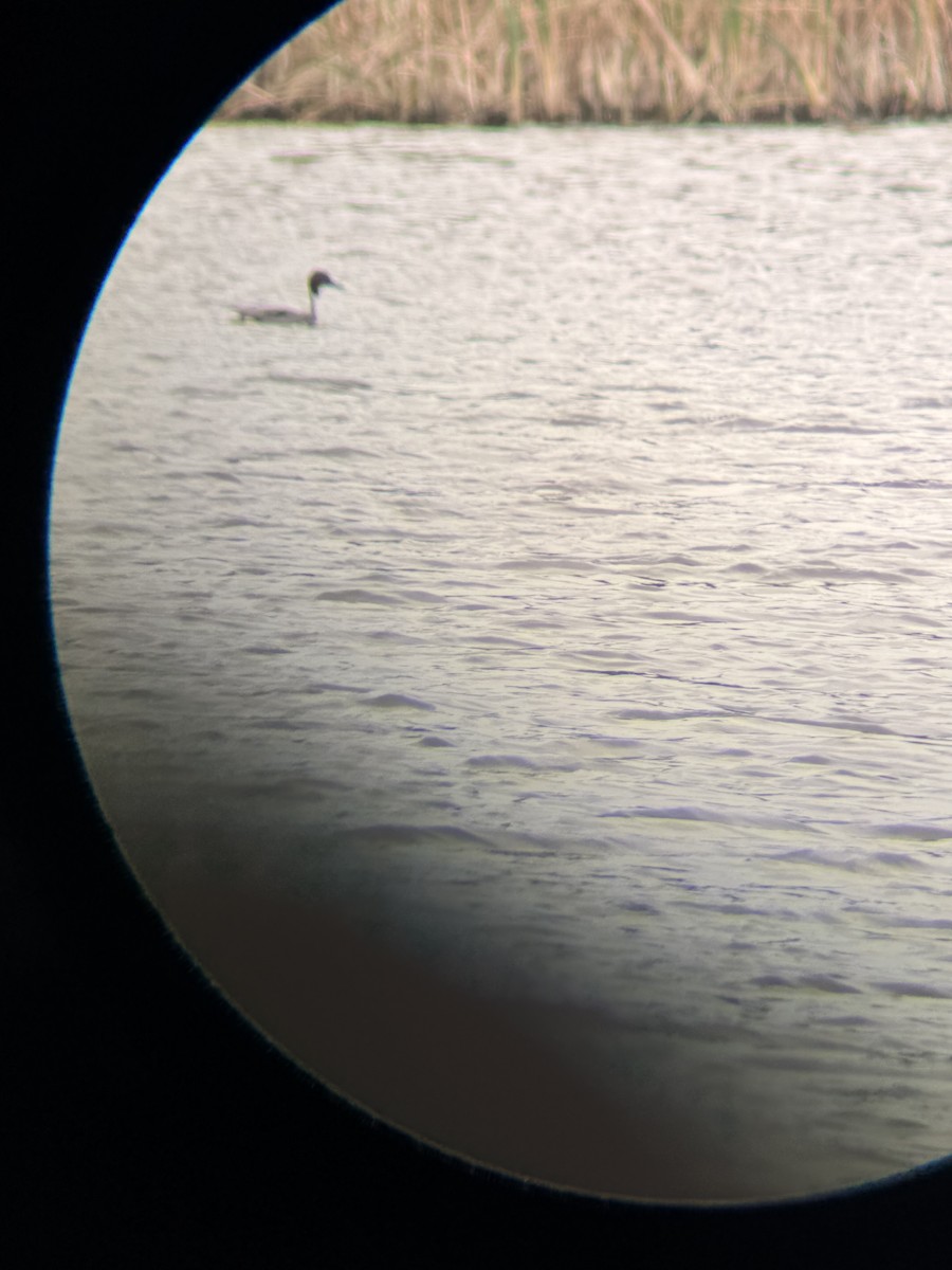Northern Pintail - ML646202009