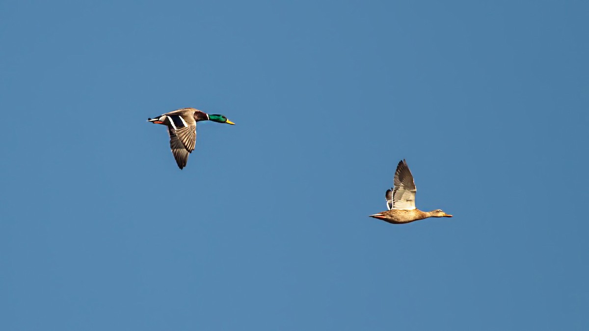 Mallard - ML646202012