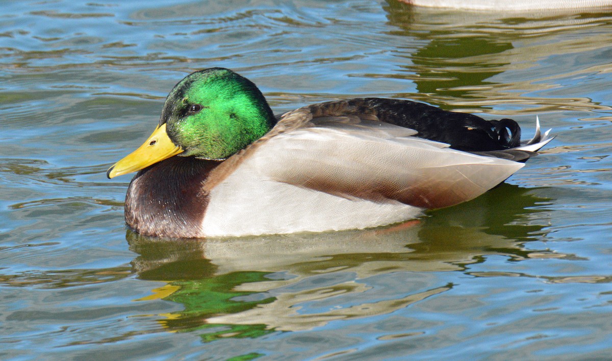 Yeşilbaş - ML646202016