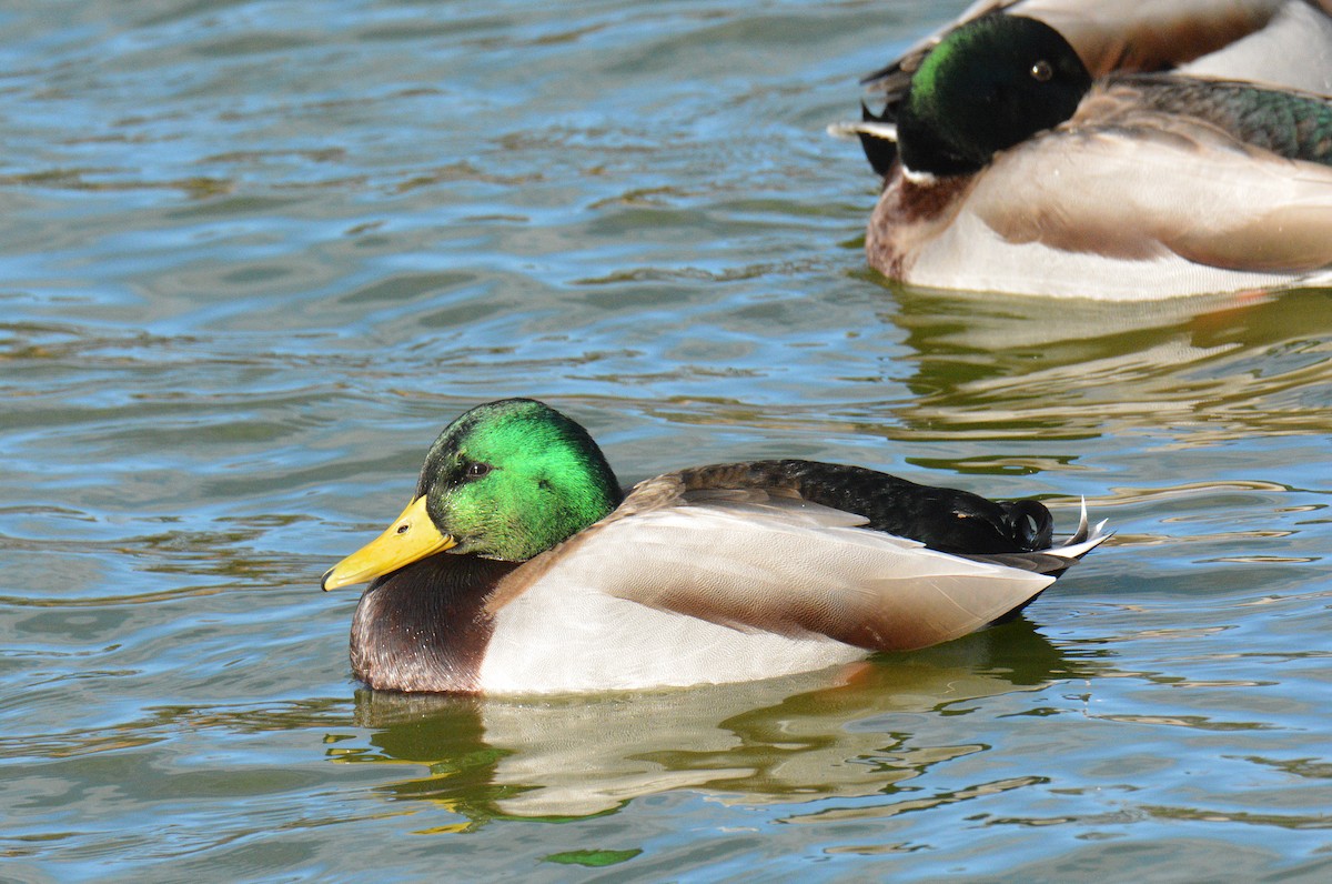 Yeşilbaş - ML646202019