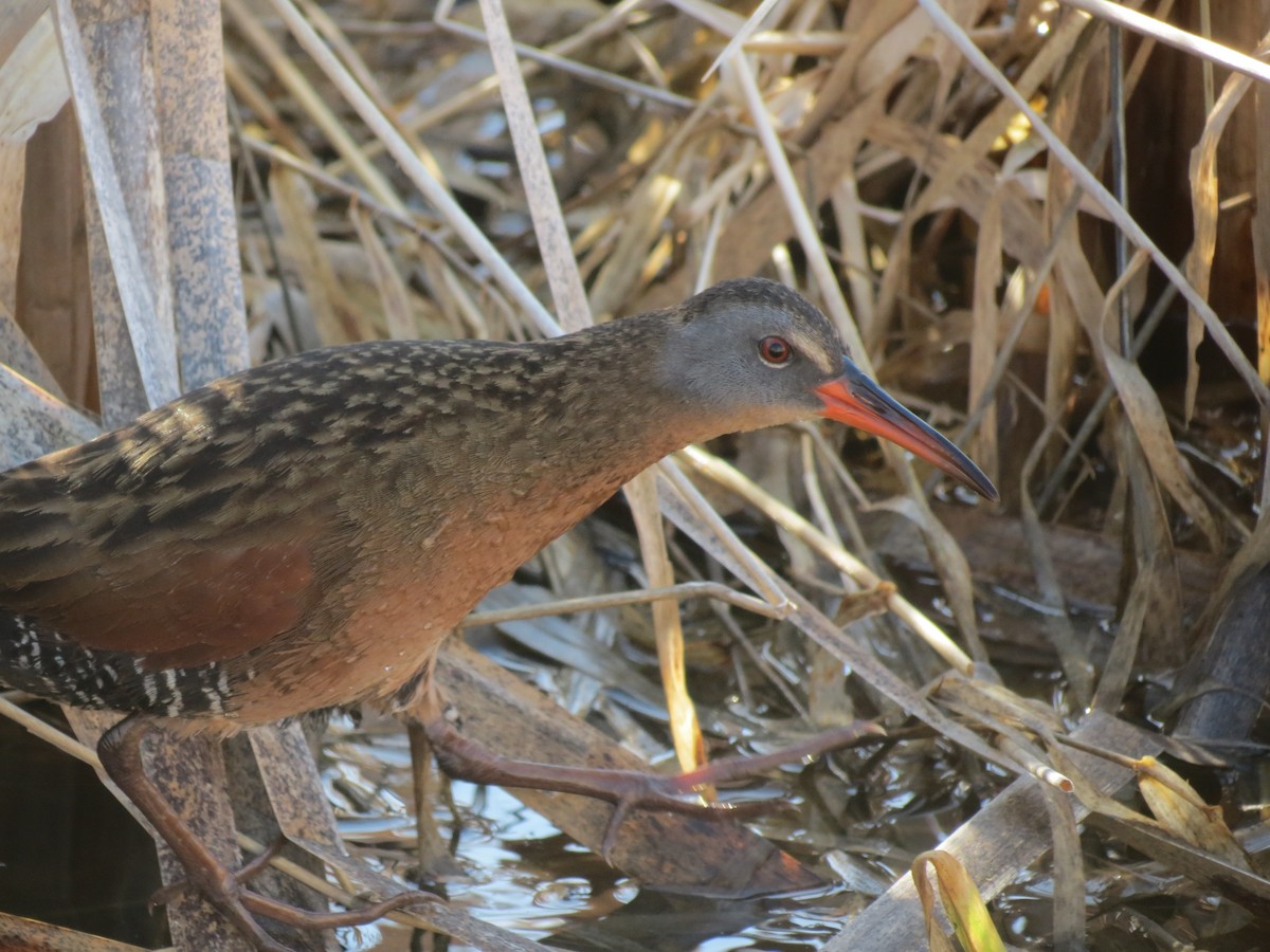 Пастушок віргінський - ML646202021