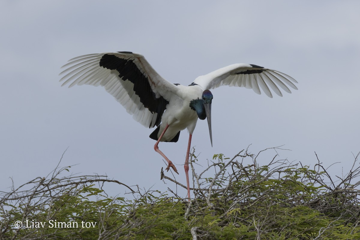 Black-necked Stork - ML646202025