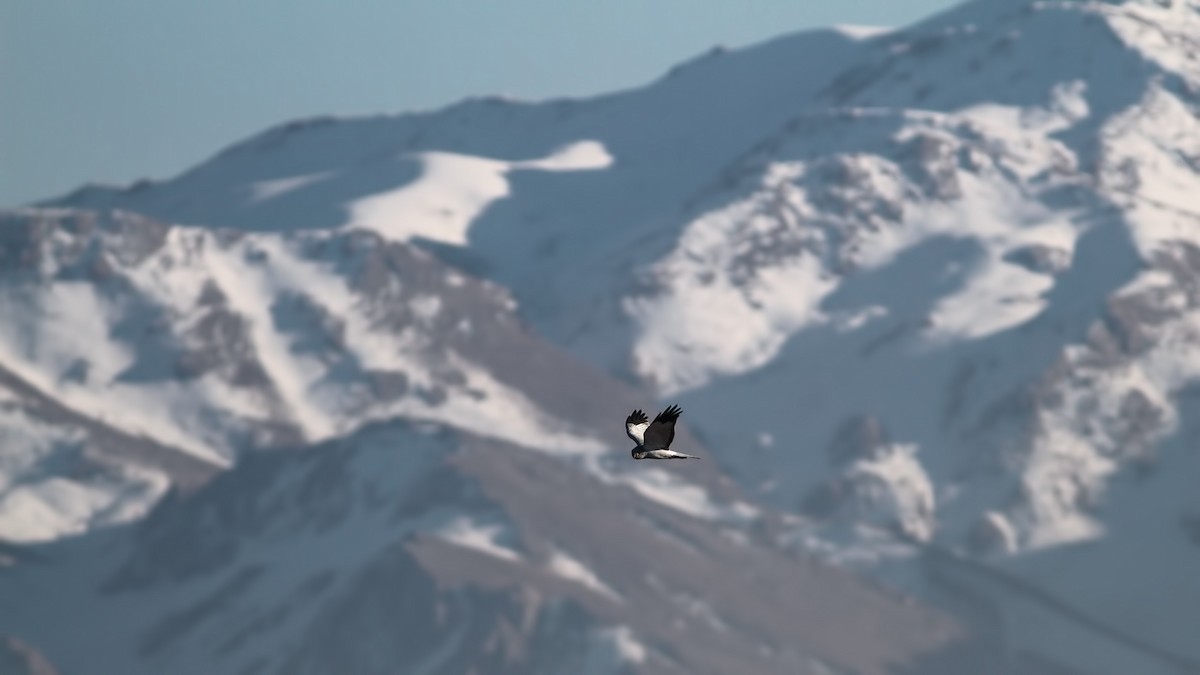 Hen Harrier - ML646202027