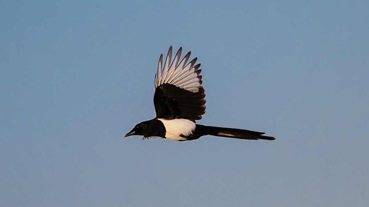Eurasian Magpie - ML646202040