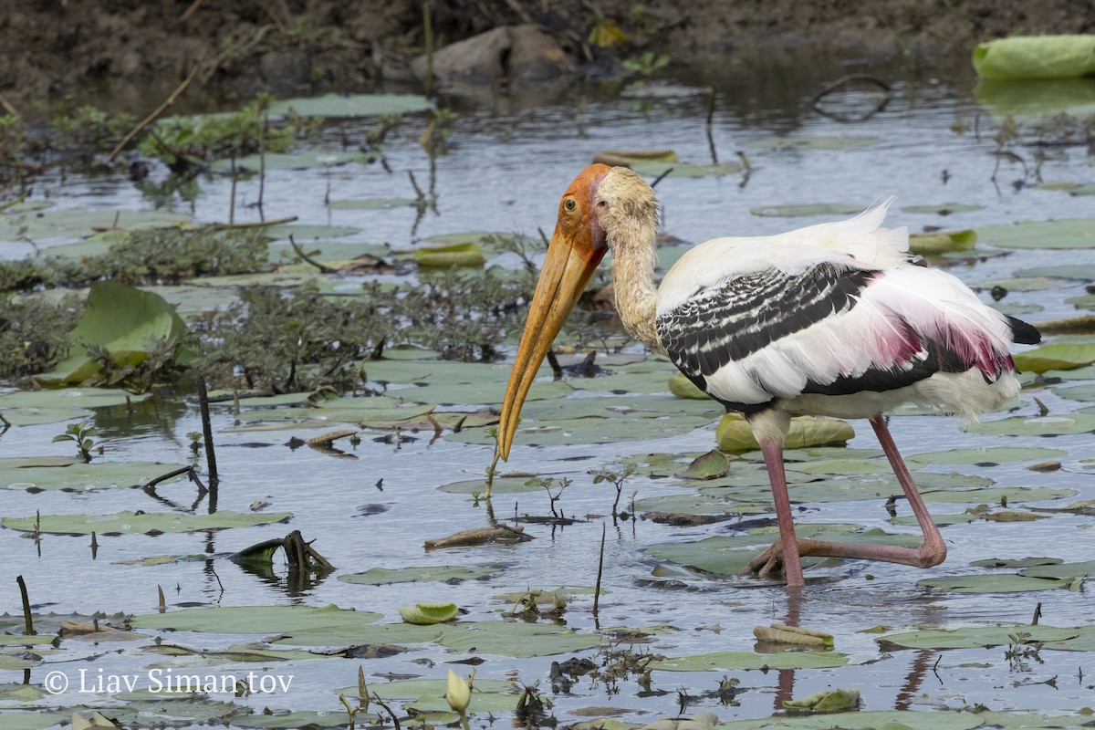 Painted Stork - ML646202041