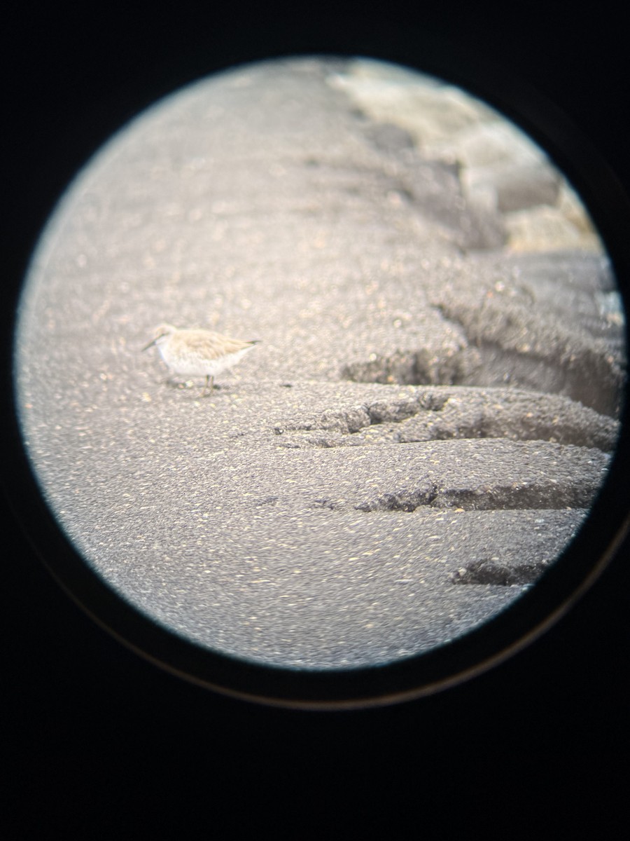 Red Knot - ML646202042