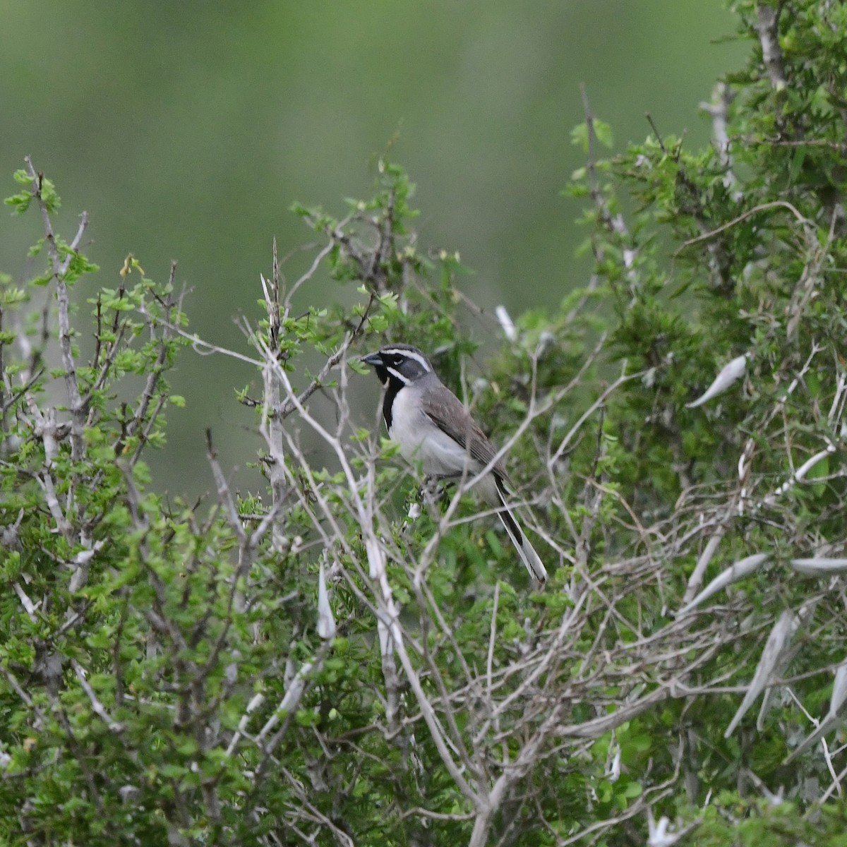 Black-throated Sparrow - ML646202052