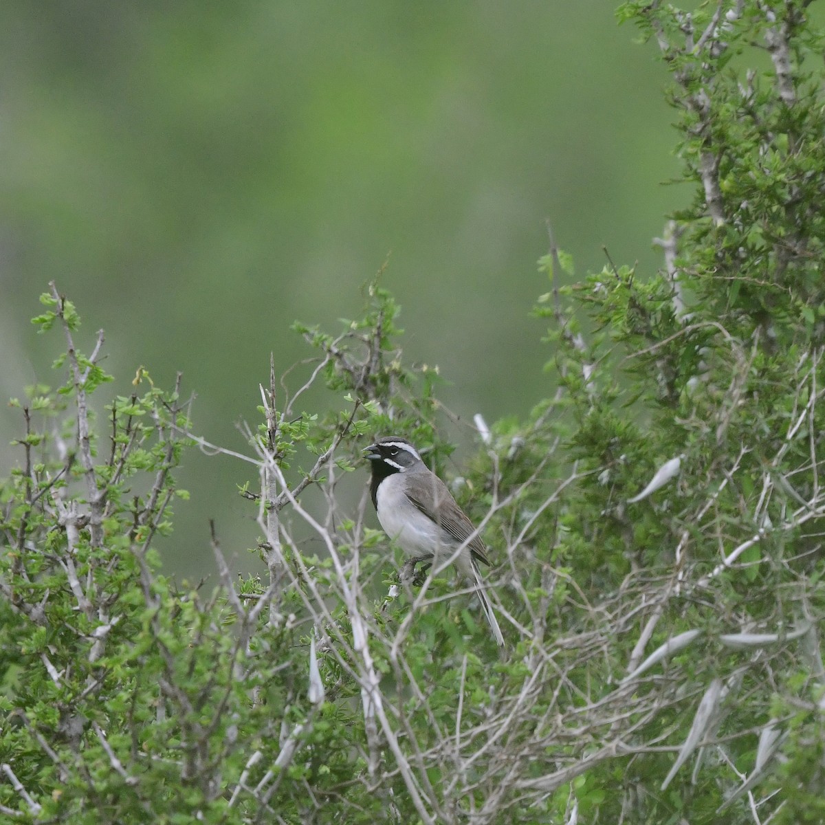 Black-throated Sparrow - ML646202053