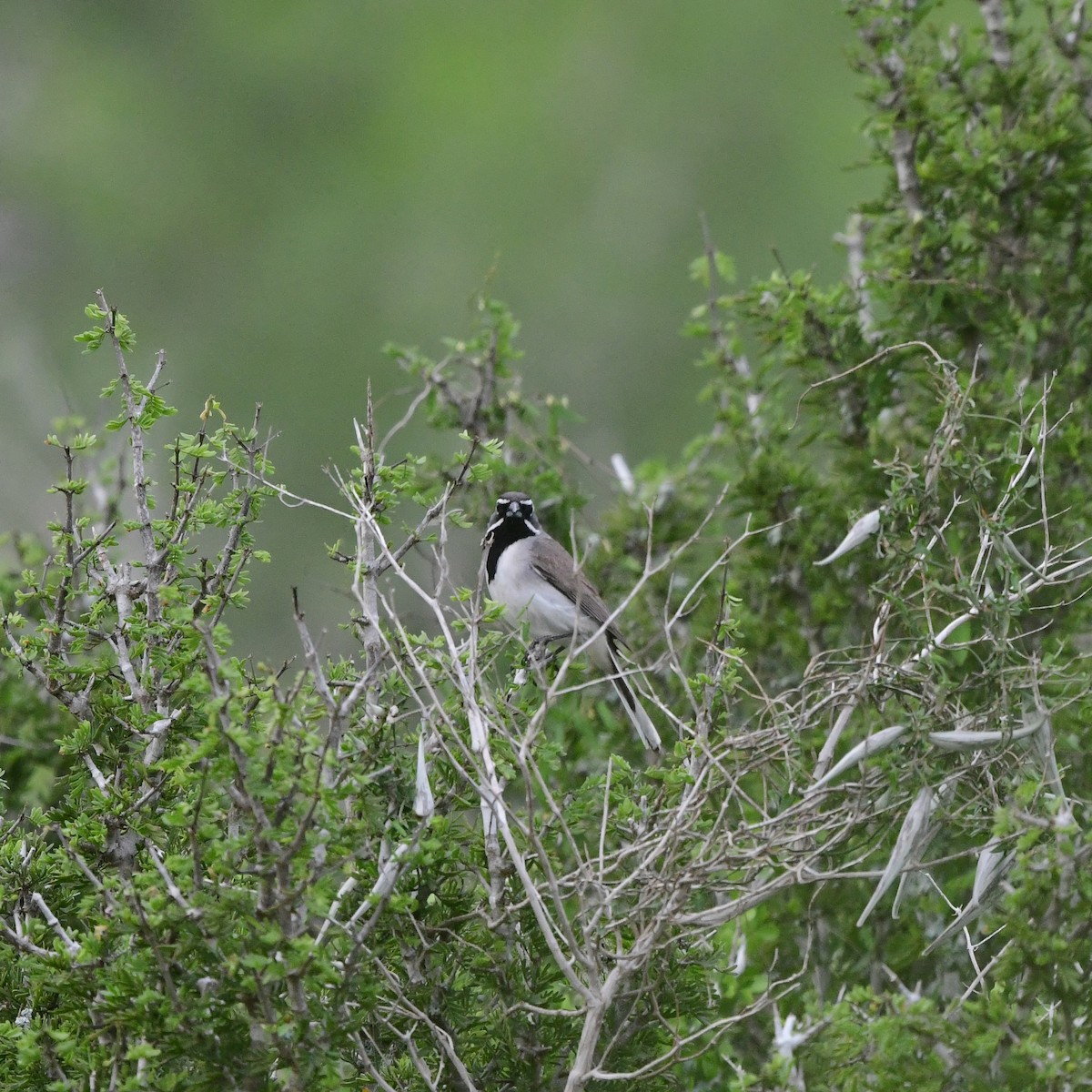 Black-throated Sparrow - ML646202054