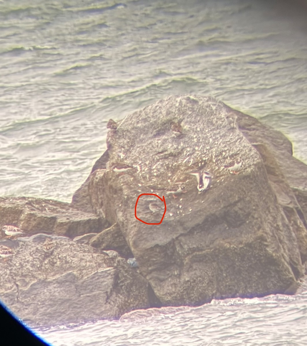 Purple Sandpiper - ML646202056