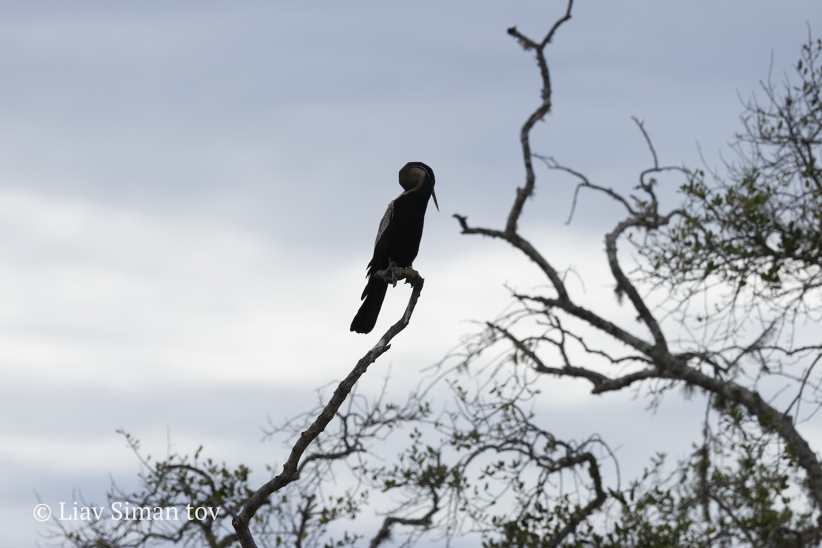 Oriental Darter - ML646202064