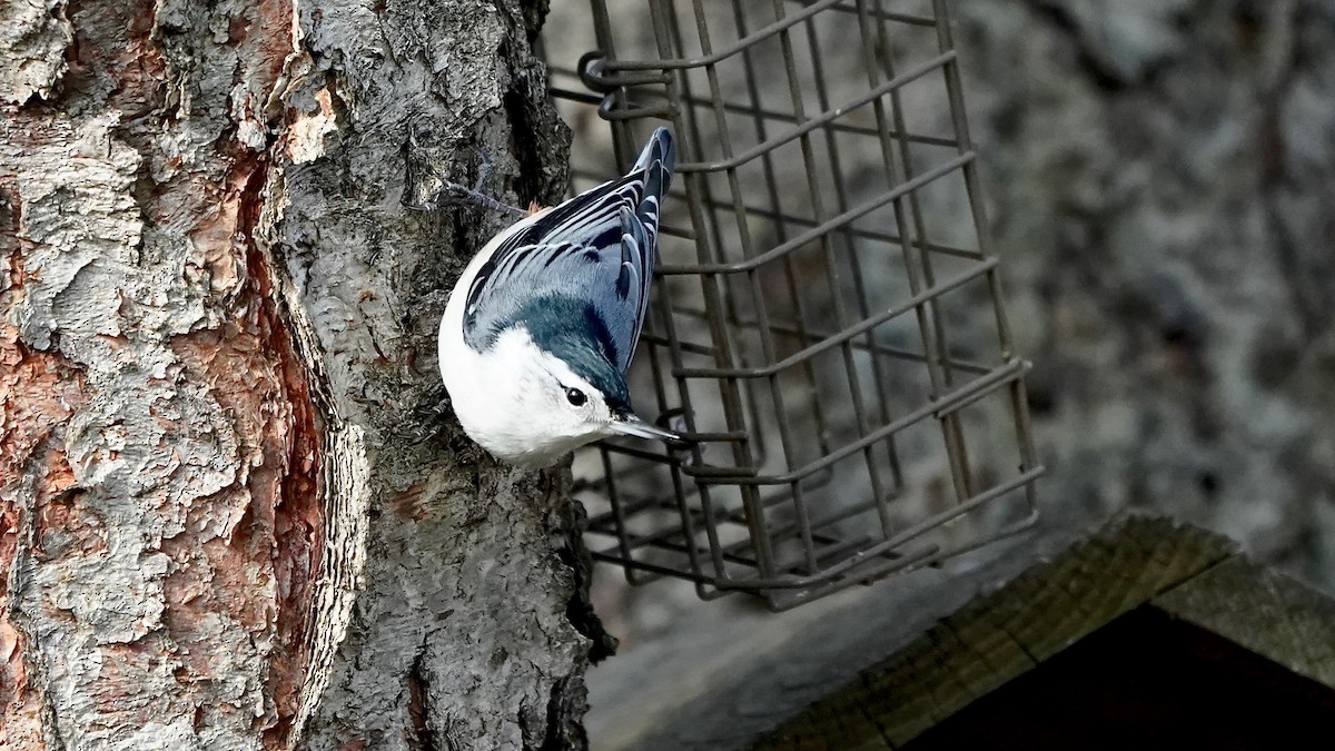 White-breasted Nuthatch - ML646202071