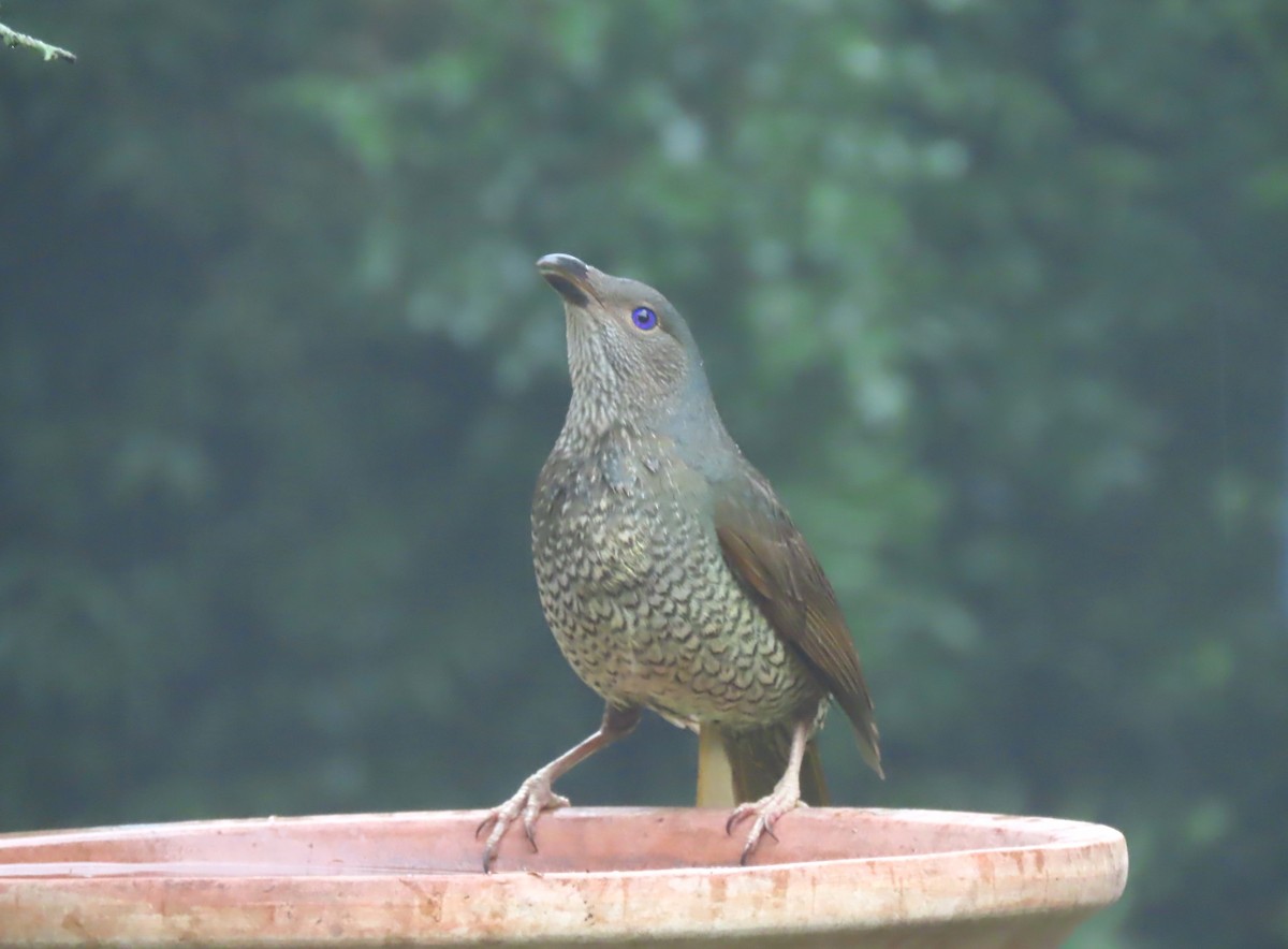 Satin Bowerbird - ML646202074