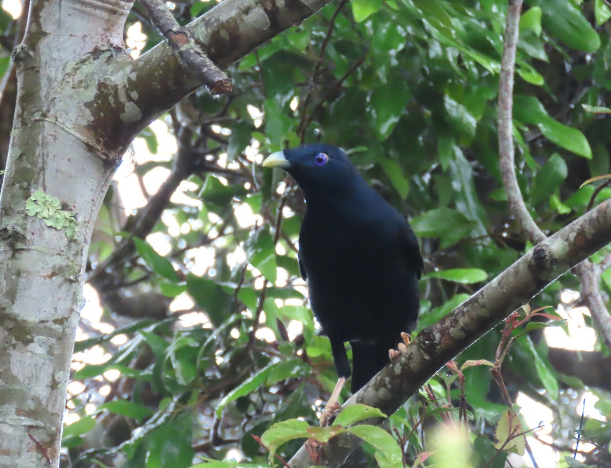 Satin Bowerbird - ML646202075