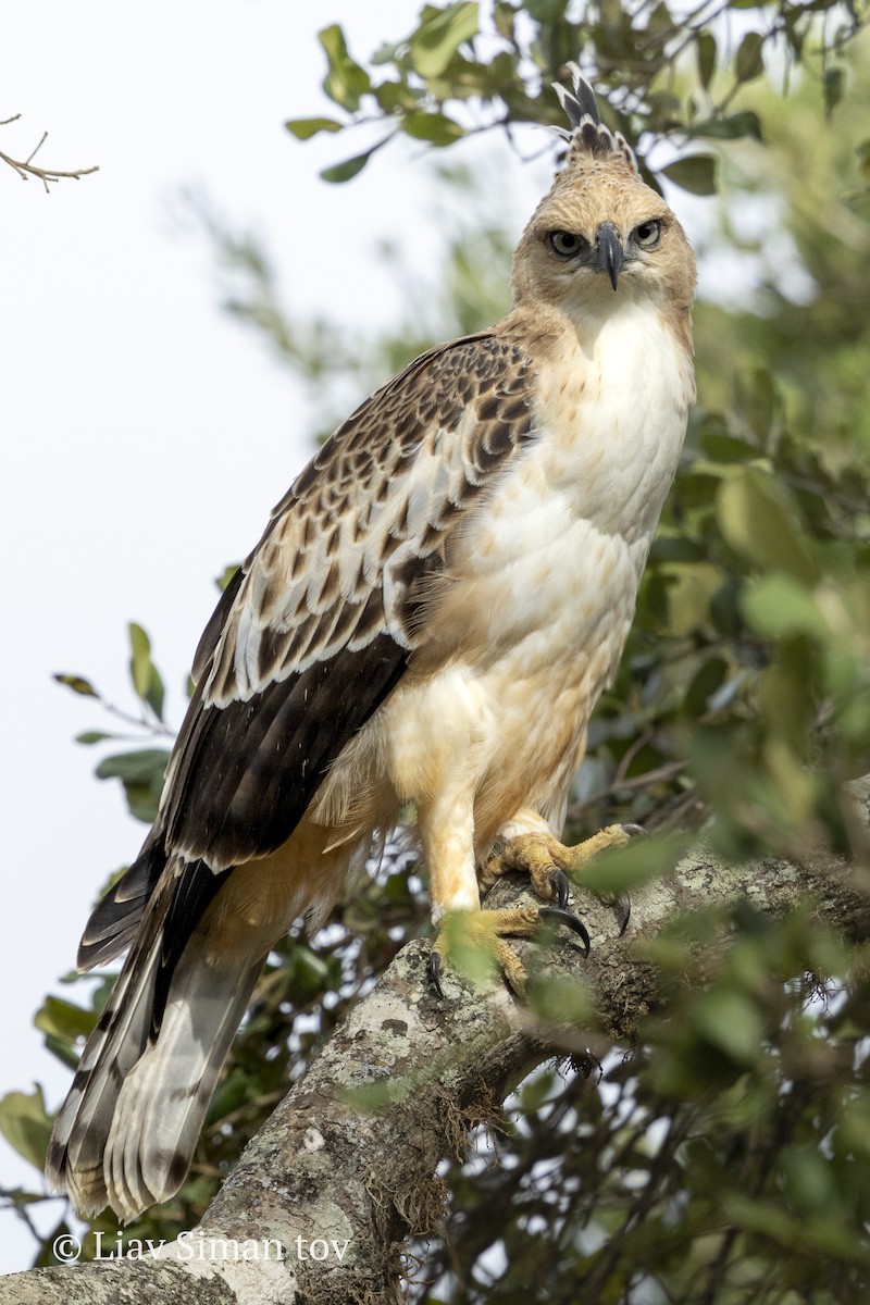 Changeable Hawk-Eagle - ML646202076