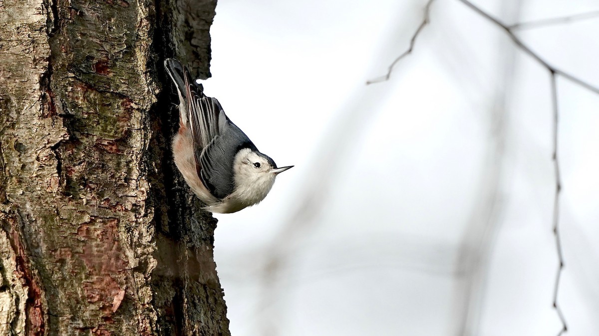 White-breasted Nuthatch - ML646202077