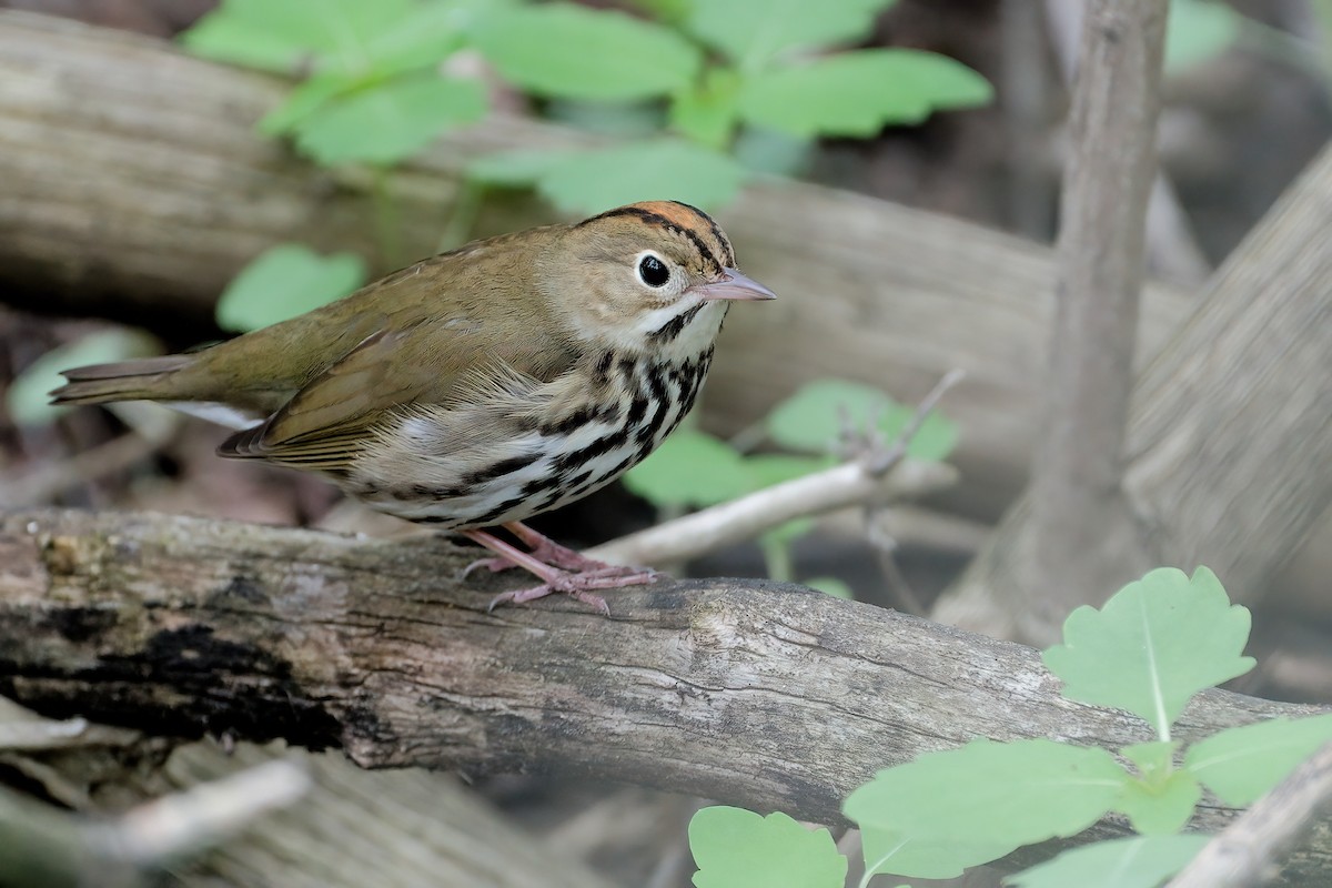 Ovenbird - ML646202078