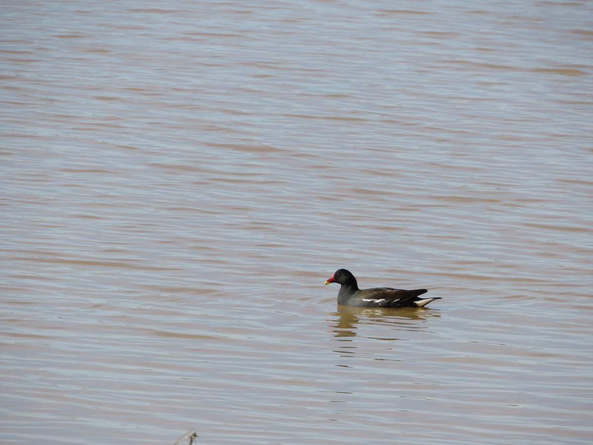 Uroilo arrunta - ML646202079