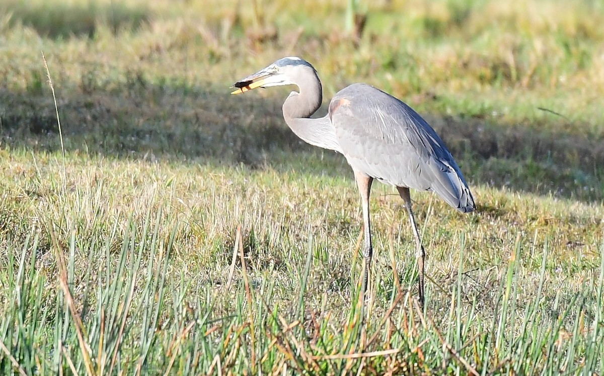 Koartza hauskara amerikarra - ML646202084