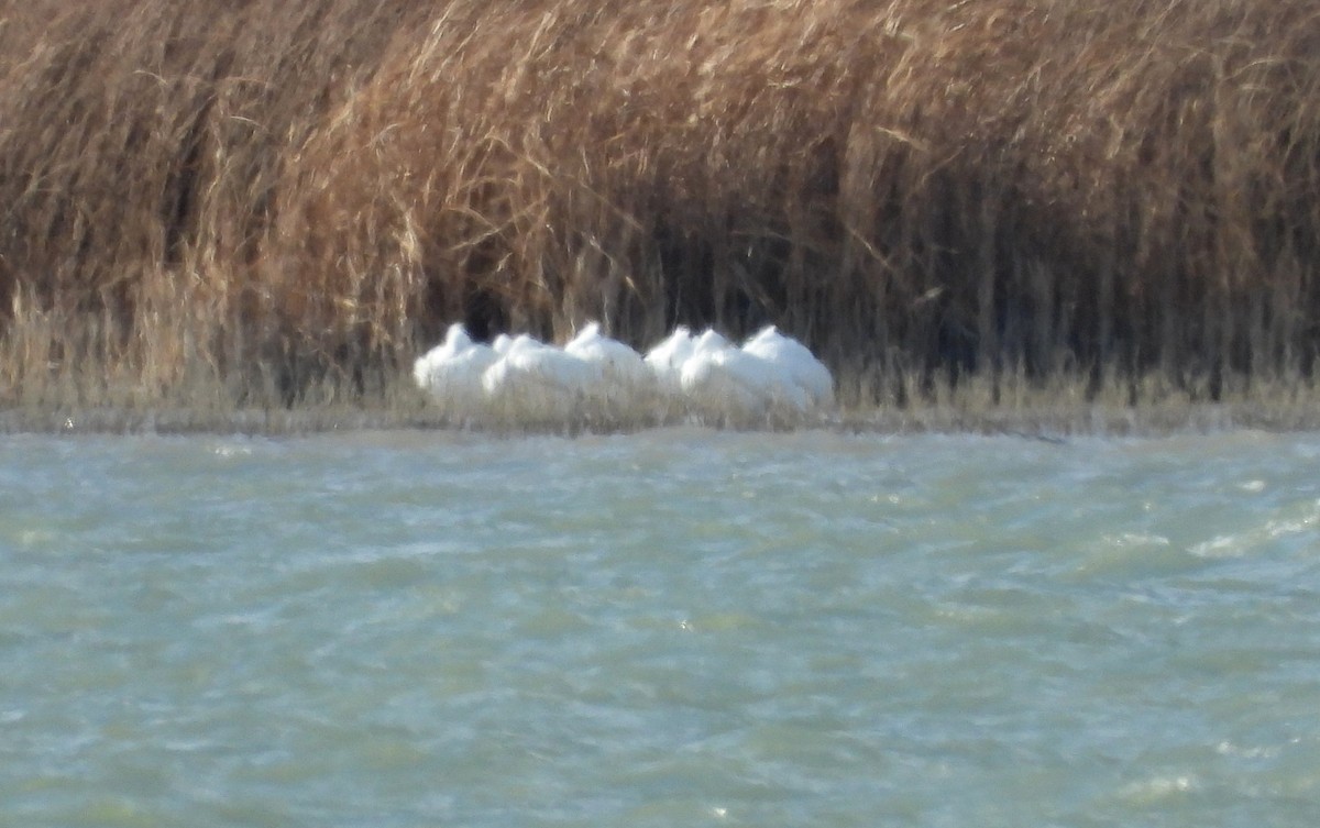 American White Pelican - ML646202085