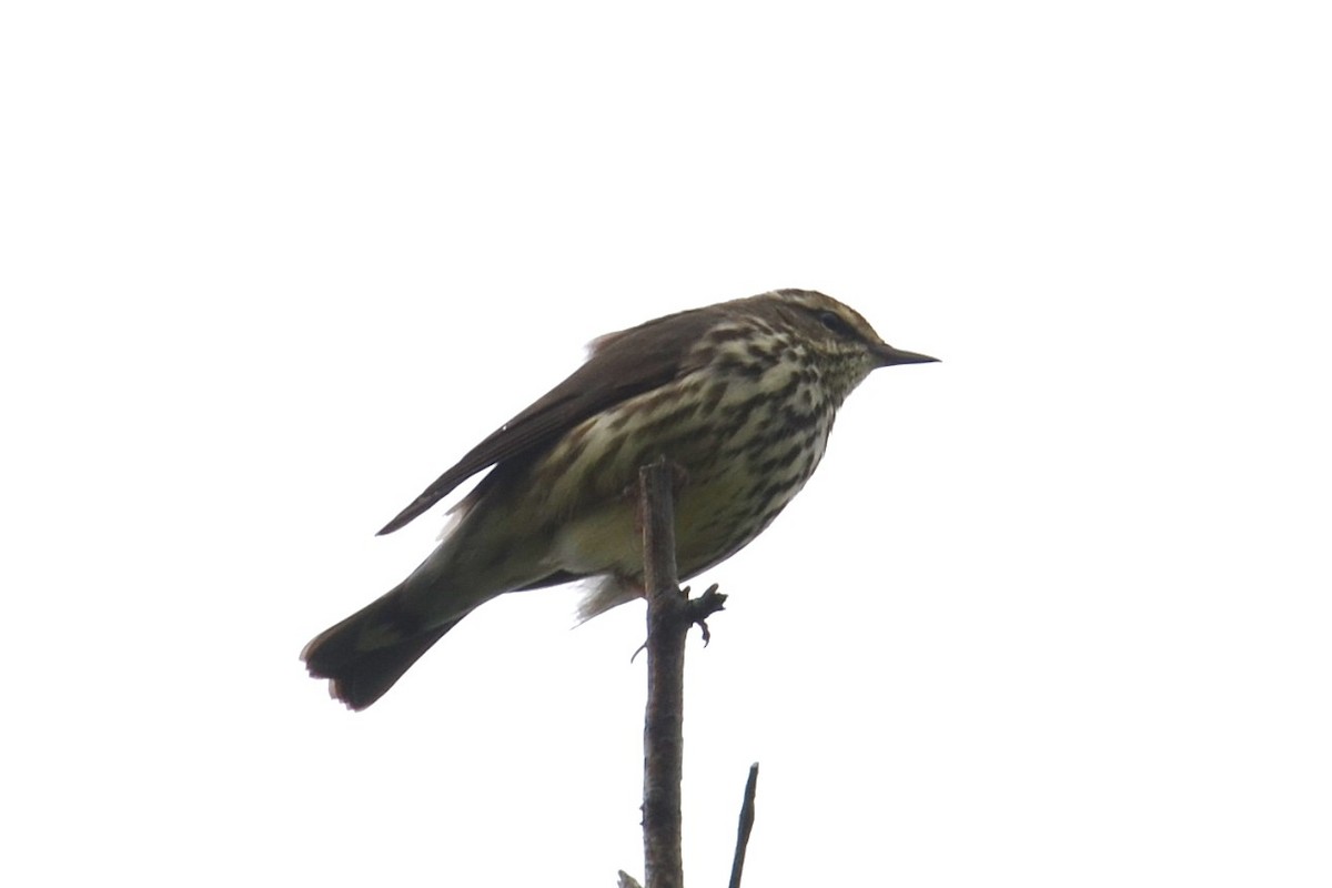 Northern Waterthrush - ML646202087