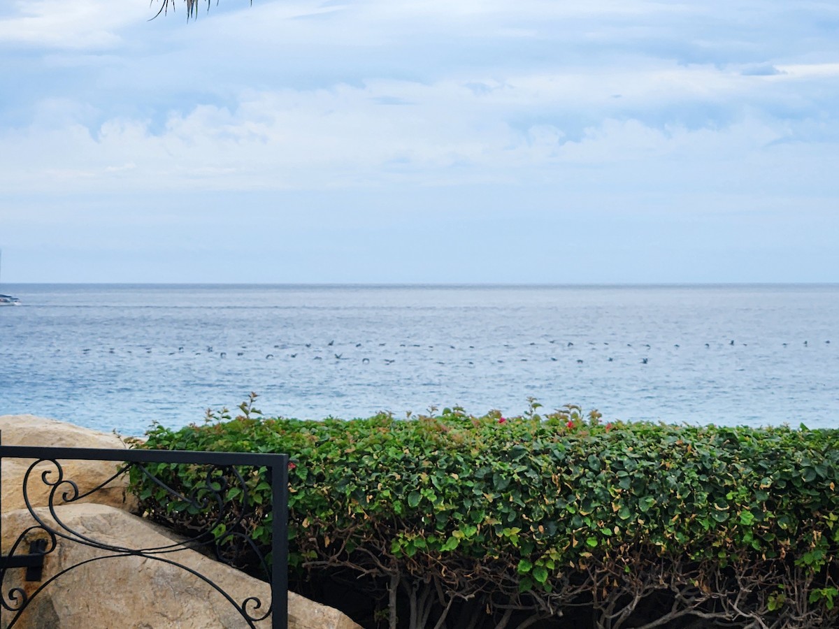 Pelikano arrea - ML646202089