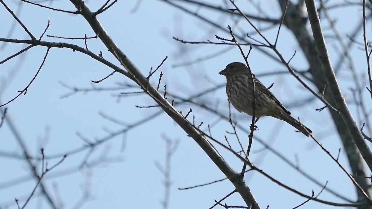 Burugorri arrunta - ML646202090