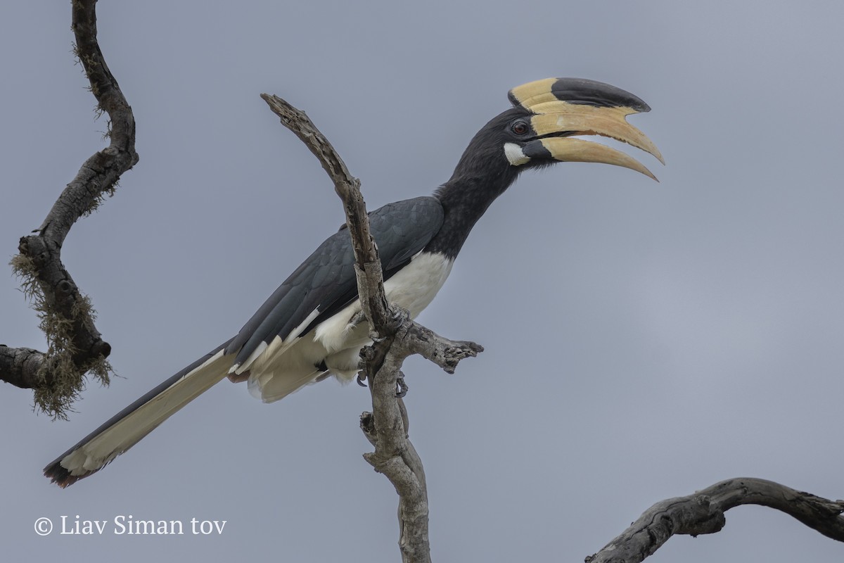 Malabar Pied-Hornbill - ML646202091