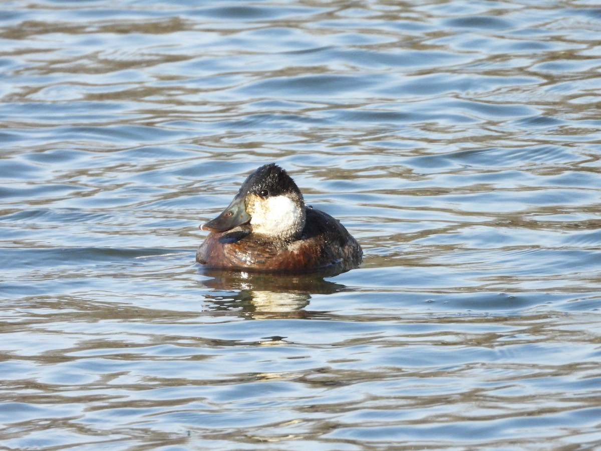 Ahate herdoiltsua - ML646202092