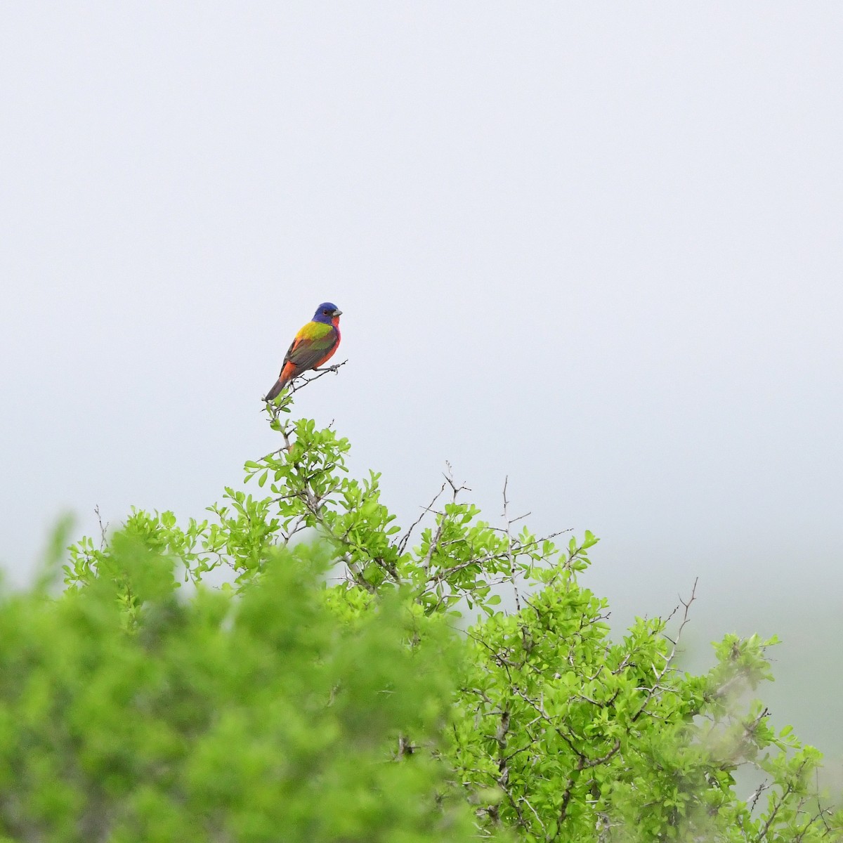 Painted Bunting - ML646202093