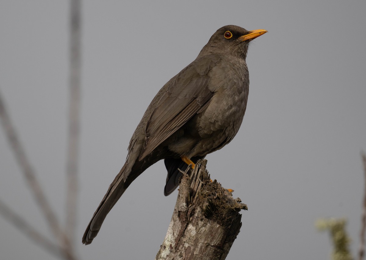 Great Thrush - ML646202094