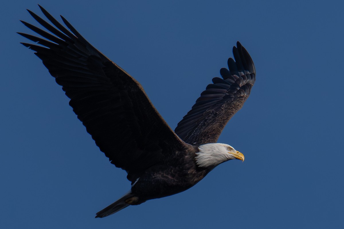 Itsas arrano buruzuria - ML646202095