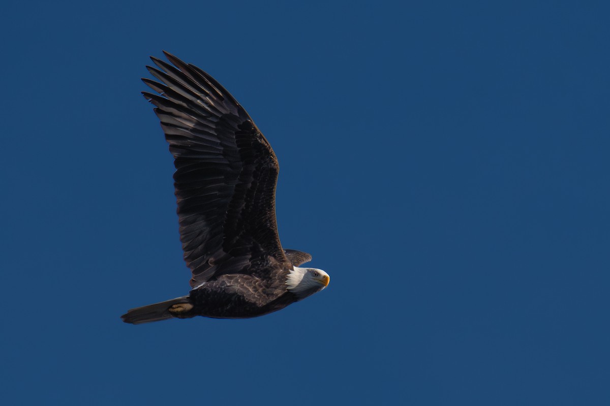 Itsas arrano buruzuria - ML646202097